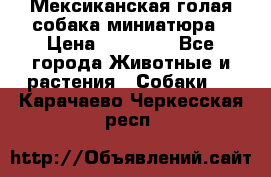 Мексиканская голая собака миниатюра › Цена ­ 53 000 - Все города Животные и растения » Собаки   . Карачаево-Черкесская респ.